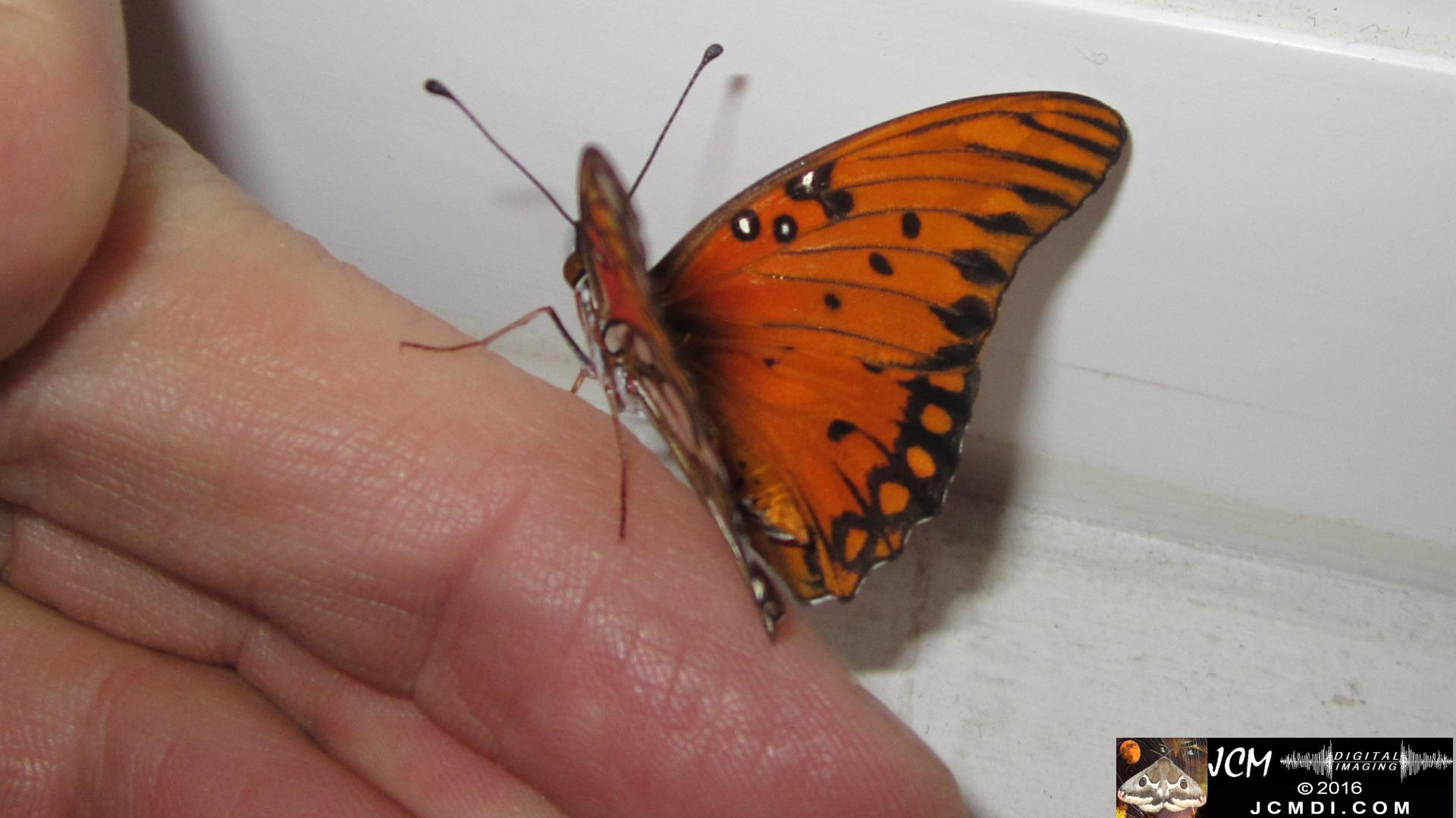 20160919 781 Gulf Fritillary Butterfly Adult on finger.jpg